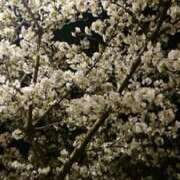 ヒメ日記 2026/03/19 17:35 投稿 横田 熟女の風俗最終章 新横浜店