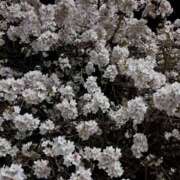 ヒメ日記 2026/03/30 22:56 投稿 横田 熟女の風俗最終章 新横浜店