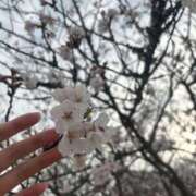 ヒメ日記 2025/04/01 22:45 投稿 寧々-NENE- luxury aroma 咲