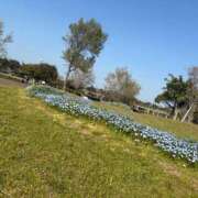 ヒメ日記 2025/04/11 14:48 投稿 寧々-NENE- luxury aroma 咲