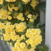 ヒメ日記 2025/05/04 13:05 投稿 寧々-NENE- luxury aroma 咲