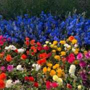 ヒメ日記 2025/05/31 02:25 投稿 なつき モアグループ神栖人妻花壇