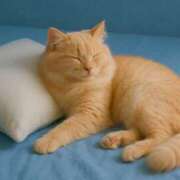 ヒメ日記 2025/07/11 11:00 投稿 すずね 錦糸町ミセスアロマ（ユメオト）