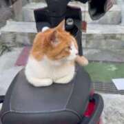 ヒメ日記 2025/07/11 21:52 投稿 しなの 熟女の風俗最終章 新潟店