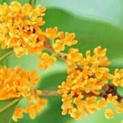 ヒメ日記 2025/10/21 15:44 投稿 のの 桃李（とうり）