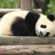 のの ごめんなさい🙏 桃李（とうり）