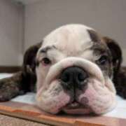 ヒメ日記 2025/09/13 15:49 投稿 ゆり フローラル