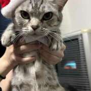 ヒメ日記 2024/12/25 20:28 投稿 安藤　ちとせ しこたま奥様 札幌店