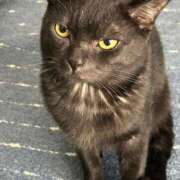 ヒメ日記 2024/12/29 23:15 投稿 安藤　ちとせ しこたま奥様 札幌店