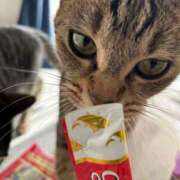 ヒメ日記 2025/03/01 14:07 投稿 安藤　ちとせ しこたま奥様 札幌店