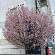 ヒメ日記 2025/04/25 11:06 投稿 安藤　ちとせ しこたま奥様 札幌店