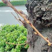 ヒメ日記 2025/03/12 08:29 投稿 アズサ Club 妻