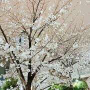 ヒメ日記 2025/04/01 08:47 投稿 アズサ Club 妻