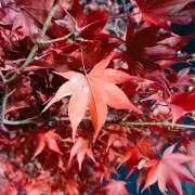 ヒメ日記 2025/11/26 10:06 投稿 アズサ Club 妻