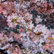 ヒメ日記 2026/03/31 11:55 投稿 アズサ Club 妻