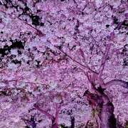 ヒメ日記 2026/04/04 14:25 投稿 アズサ Club 妻