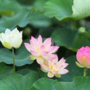 ヒメ日記 2025/07/31 11:48 投稿 かりん 美少女宅急便