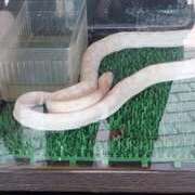 ヒメ日記 2026/03/02 15:03 投稿 ちい☆エ○チなムードに制御不能❤ 五十路有閑マダム～沖縄店～