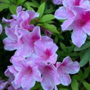 ヒメ日記 2025/05/07 18:32 投稿 あみか 鶯谷デリヘル倶楽部