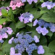 ヒメ日記 2025/05/31 13:42 投稿 あみか 鶯谷デリヘル倶楽部