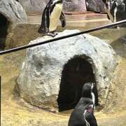 ヒメ日記 2026/07/04 16:30 投稿 りいな an_an（アンアン）