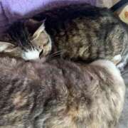 ヒメ日記 2024/12/23 23:54 投稿 宇多川麻里 五十路マダム 郡山店