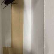 ヒメ日記 2025/06/17 04:04 投稿 宇多川麻里 五十路マダム 郡山店