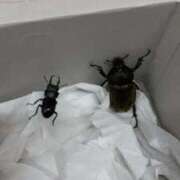 ヒメ日記 2025/07/01 05:04 投稿 宇多川麻里 五十路マダム 郡山店