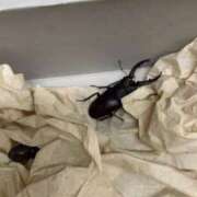 ヒメ日記 2025/07/07 04:56 投稿 宇多川麻里 五十路マダム 郡山店