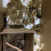 ヒメ日記 2025/07/31 04:46 投稿 宇多川麻里 五十路マダム 郡山店