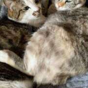 ヒメ日記 2025/11/12 06:20 投稿 宇多川麻里 五十路マダム 郡山店