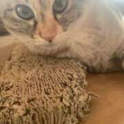 ヒメ日記 2026/02/12 05:04 投稿 宇多川麻里 五十路マダム 郡山店