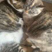 ヒメ日記 2026/02/17 00:56 投稿 宇多川麻里 五十路マダム 郡山店