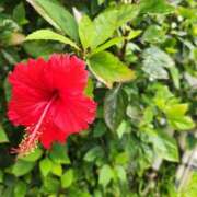 ヒメ日記 2025/01/30 09:18 投稿 夏目さやか ゴシップガール～淑女不倫～