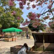 ヒメ日記 2025/03/26 01:23 投稿 ひよこ ノース -North-