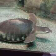 ヒメ日記 2025/08/09 16:13 投稿 おと 那珂川角海老