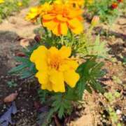 ヒメ日記 2025/11/08 17:23 投稿 おと 那珂川角海老