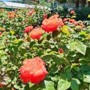 ヒメ日記 2026/07/12 17:53 投稿 おと 那珂川角海老