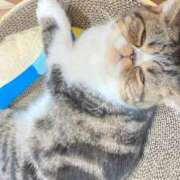 中村みふゆ お疲れ様です セクシーキャット 神田店