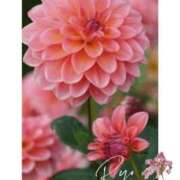 ヒメ日記 2025/06/10 18:40 投稿 りょう 熟女の風俗最終章 相模原店