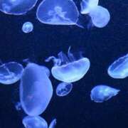 ヒメ日記 2025/11/08 12:20 投稿 あいら スピードエコ日本橋店