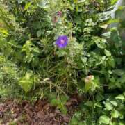 ヒメ日記 2025/11/06 10:21 投稿 本田 岬 RAO-ラオウ-