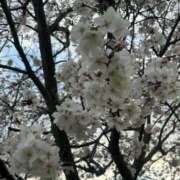 ヒメ日記 2025/04/04 08:49 投稿 あや 愛媛松山ちゃんこ