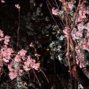 ヒメ日記 2026/04/01 18:50 投稿 Rin Izumi ELEGANT－エレガント－