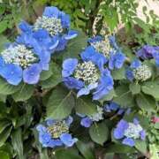 ヒメ日記 2026/06/12 18:29 投稿 Rin Izumi ELEGANT－エレガント－