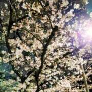 ヒメ日記 2025/03/31 11:21 投稿 あめ 渋谷蘭の会