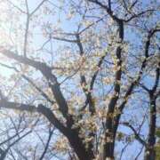 ヒメ日記 2026/03/24 14:08 投稿 あめ 渋谷蘭の会