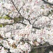 ヒメ日記 2026/03/30 20:25 投稿 あめ 渋谷蘭の会