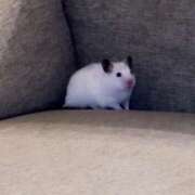 ヒメ日記 2025/02/01 02:25 投稿 ひめか 電車ごっこ