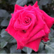 【プレミア】星川めあ 明日満員御礼です🌹 Neo Elegance（ネオエレガンス）